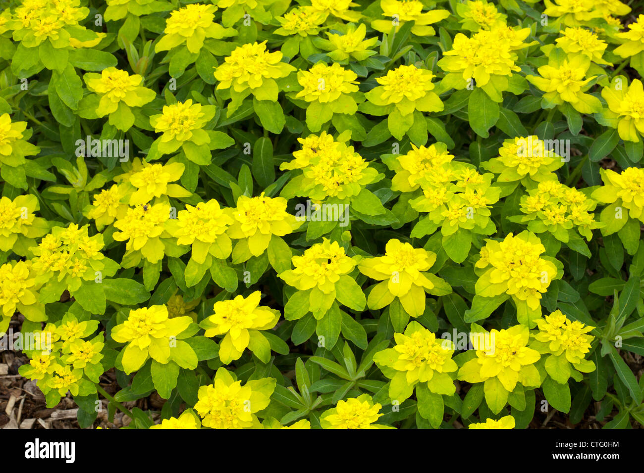 Cuschion spurge, Euphorbia polychroma, Euphorbiaceae, Botanical Garden, Düsseldorf Stock Photo