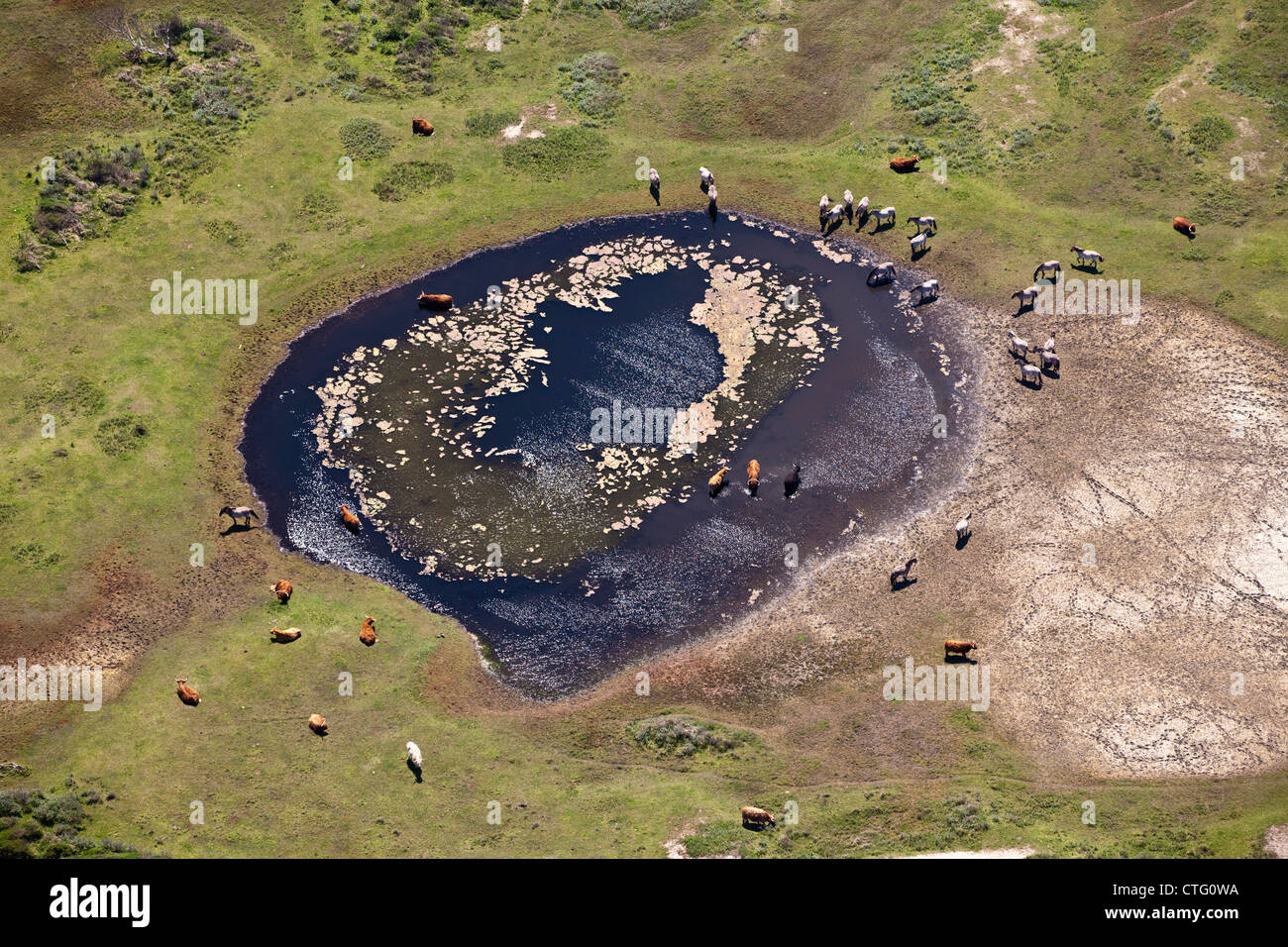 The Netherlands, IJmuiden, Aerial, National park Zuid-Kennemerland. Konik ponies and Heck cattle at pond. Stock Photo
