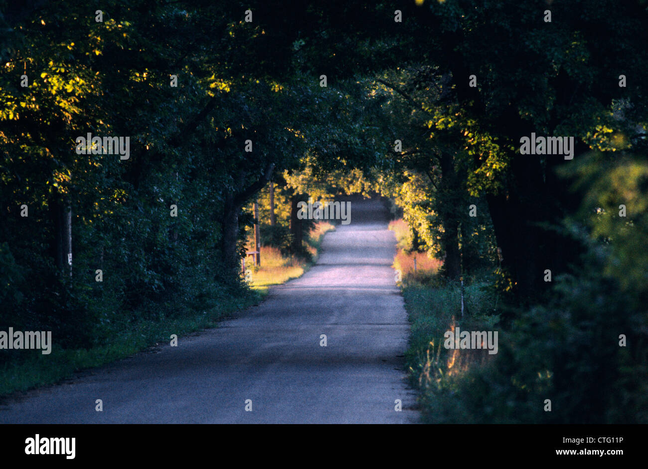 CANOPY OF TREES ON COUNTRY LANE CREAMERY ROAD NEW HOPE PENNSYLVANIA