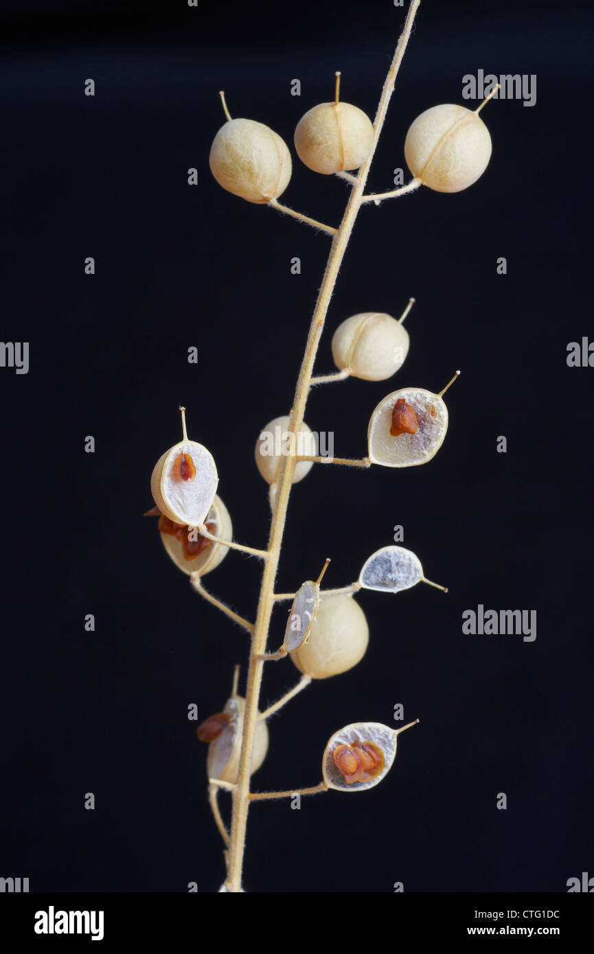 Alyssum montanum, Alyssum Stock Photo