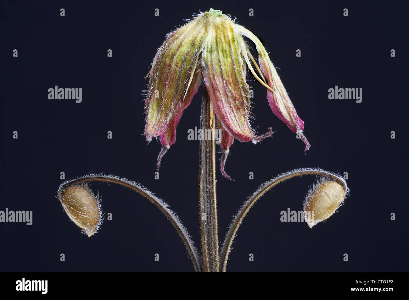 Geranium psilostemon, Geranium, Armenium cranesbill Stock Photo