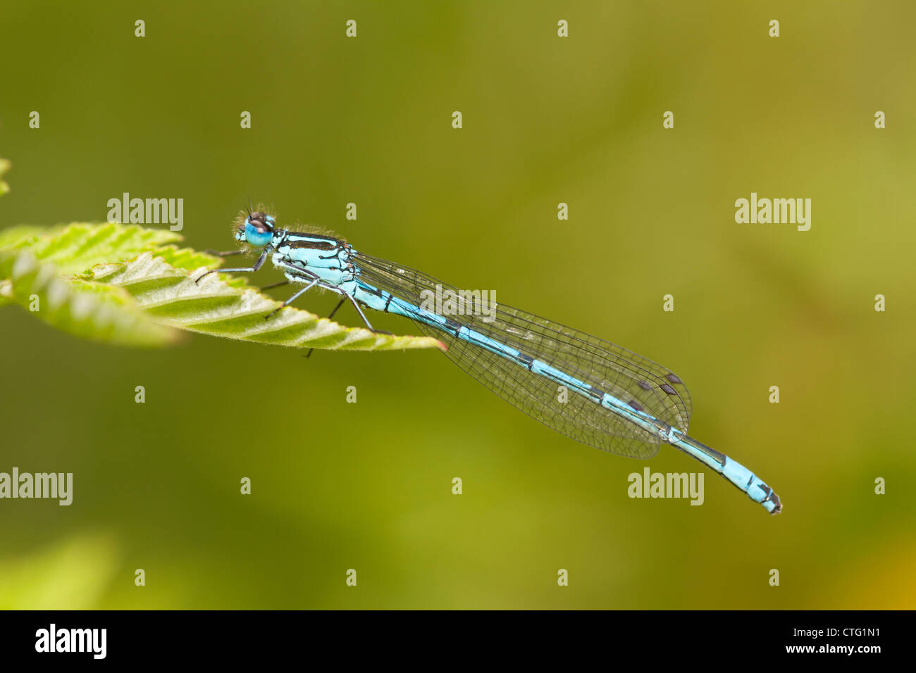 Azure Damsel Fly, Coenagrion puella Stock Photo