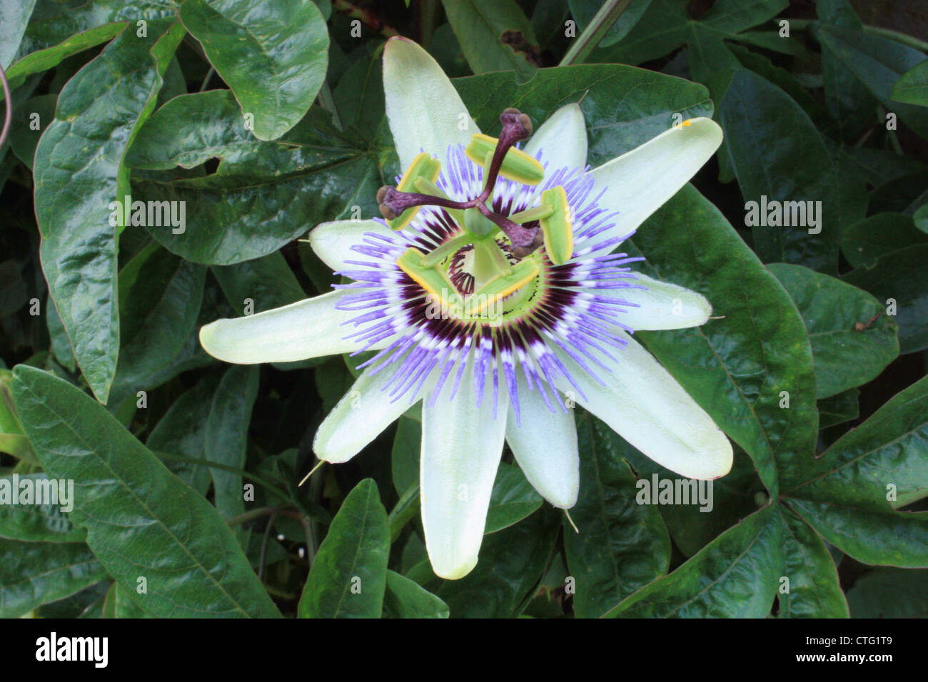 Blue Passion Flower (P.cearulea) Stock Photo