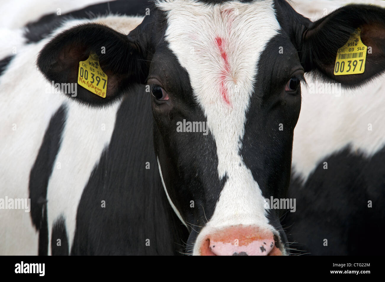 Friesian dairy cow Germany Stock Photo - Alamy