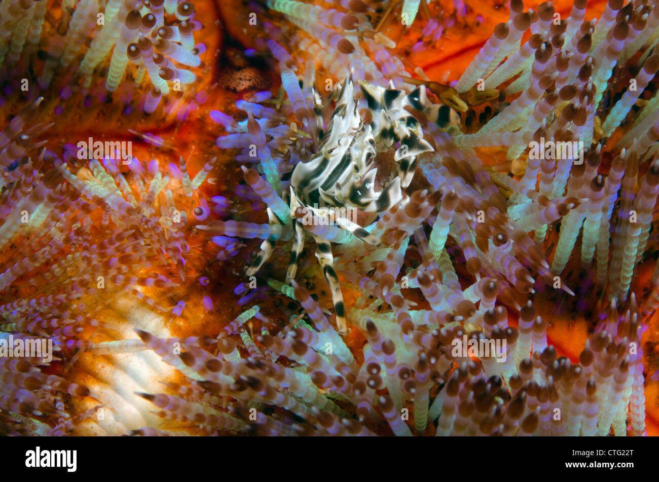 Symbiosis of zebra crab and fire urchin, Komodo national park ...