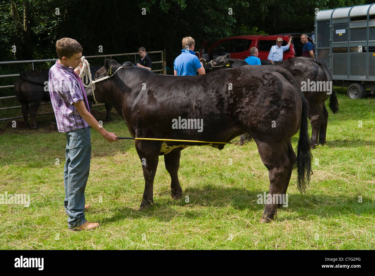 Cattle waiting for judging at small rural country show on farm at Cwmdu Powys Wales UK Stock Photo