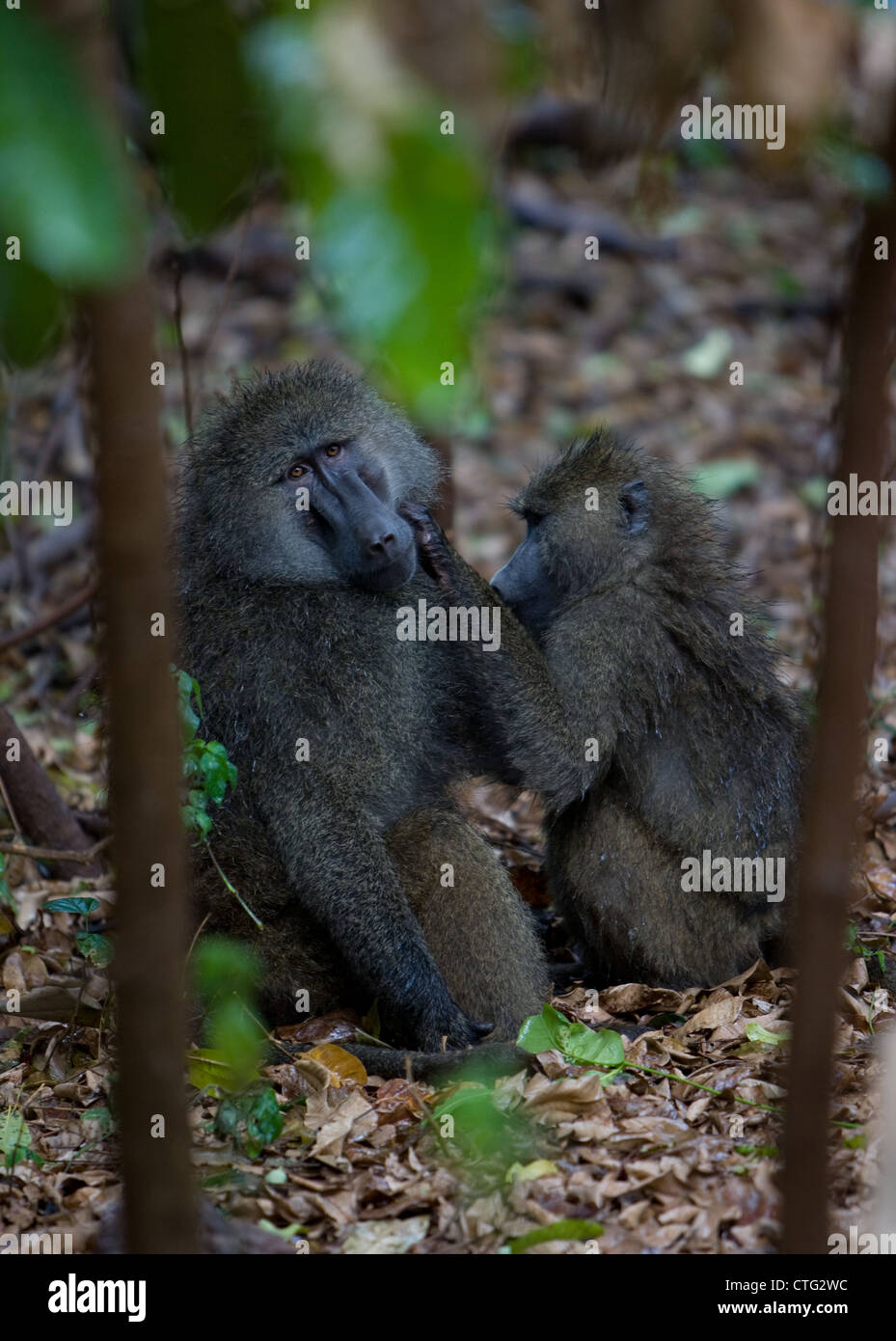 two baboons in Tanzania Stock Photo