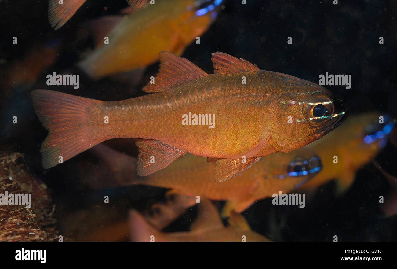 Cardinal Fish Apogon luteus, Apogonidae, Tulamben, Bali, Indonesia, Indo-pacific Ocean Stock Photo
