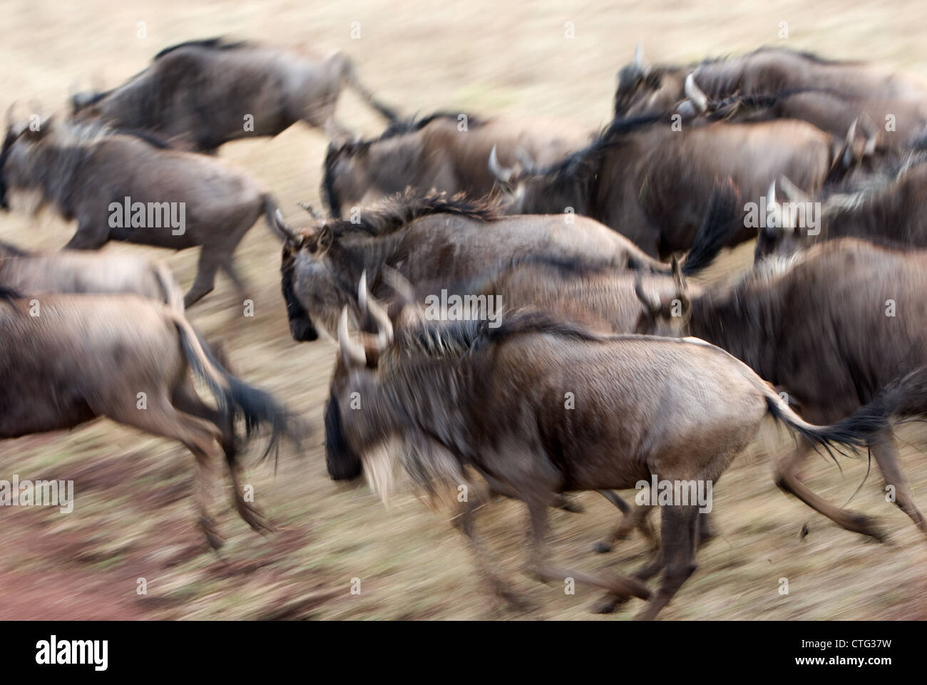 stampede of wildebeest running in Tanzania Stock Photo