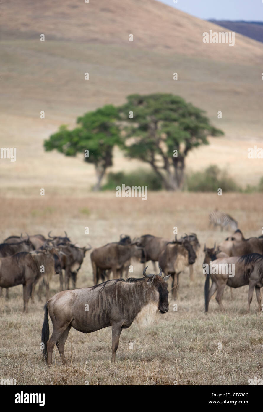 herd of wildebeest grazing in Tanzania Stock Photo