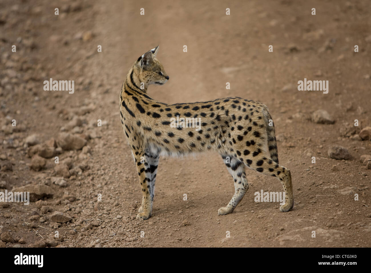Serval spotted big cat in Tanzania Stock Photo Alamy