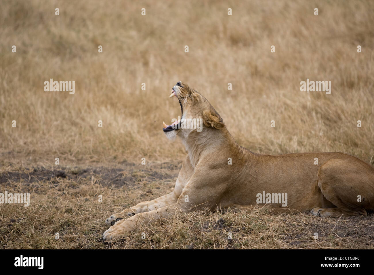 mother lioness roaring, lion Stock Photo