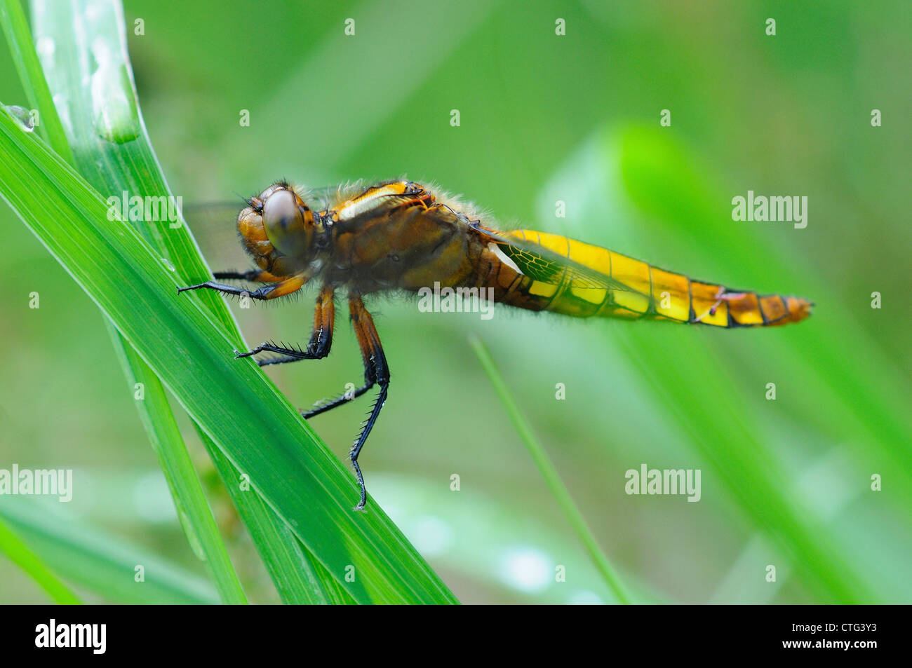 A broad-bodied chaser dragonfly at rest on a blade of grass UK Stock Photo