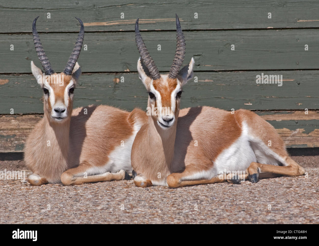 Dorcas Gazelles (gazella dorcas) Stock Photo