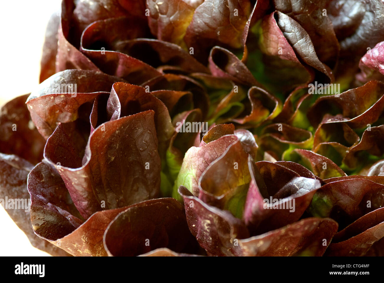 Red Oak Leaf Lettuce Stock Photo
