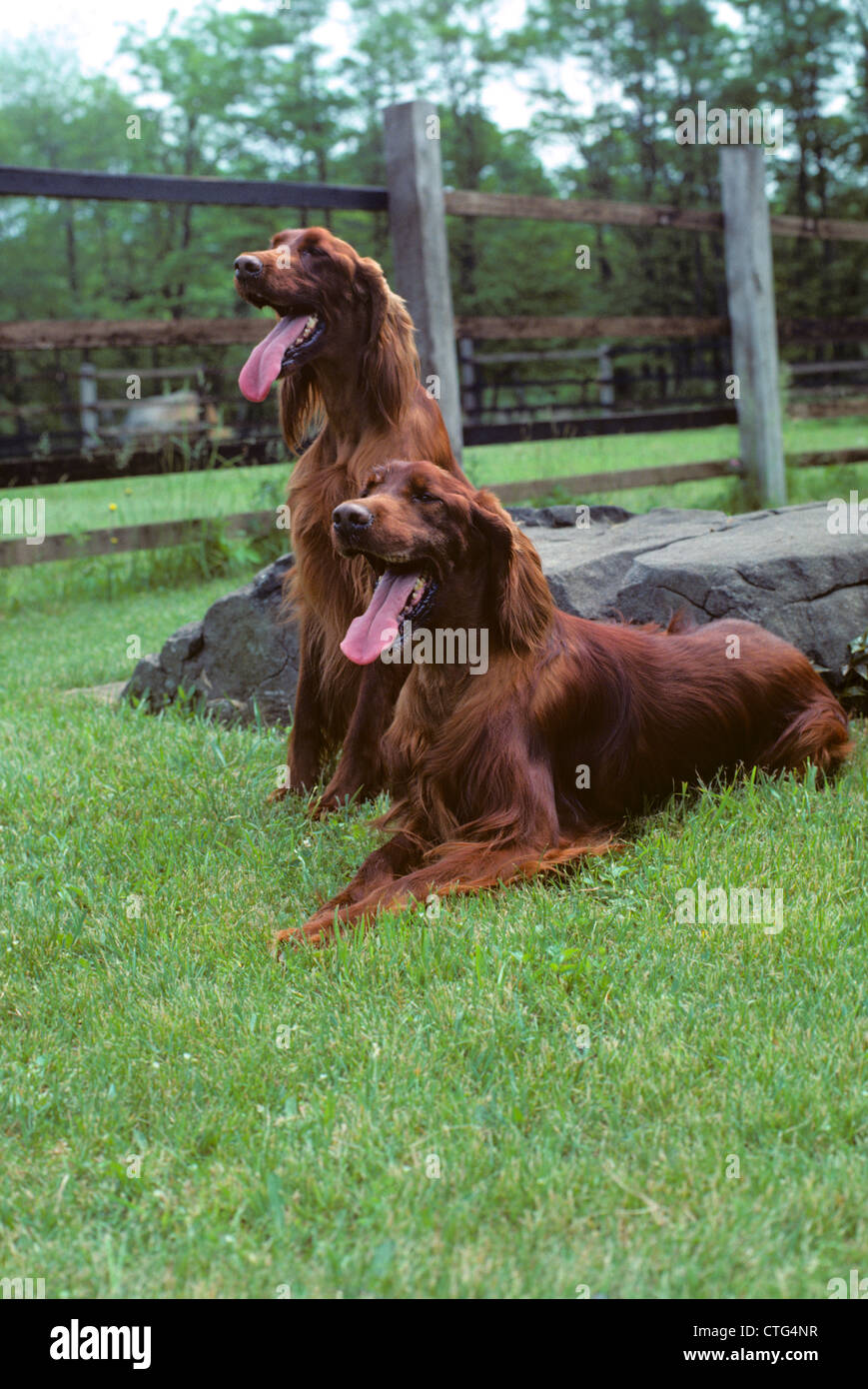 TWO IRISH SETTER DOGS OUTDOORS IN GRASS Stock Photo