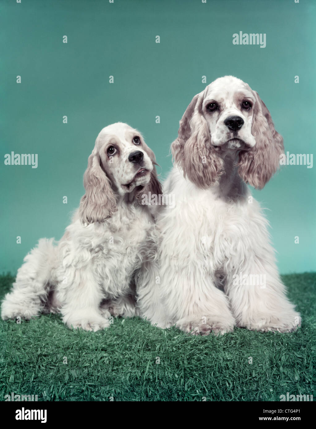 TWO COCKER SPANIELS Stock Photo