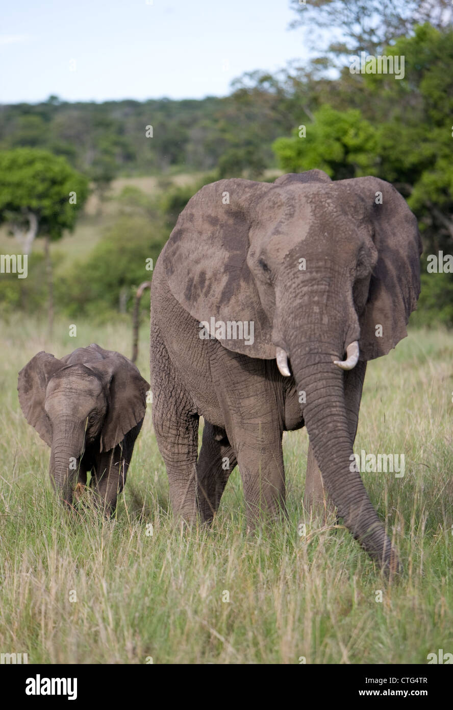 young elephant calf with mother Stock Photo