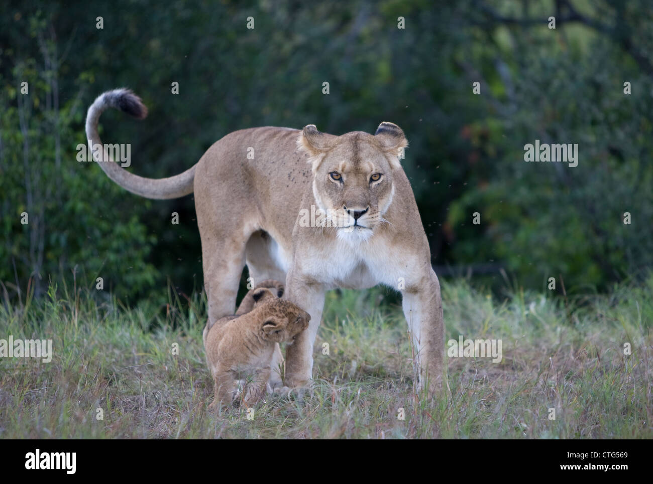 lion cub with mother lioness in Tanzania Stock Photo