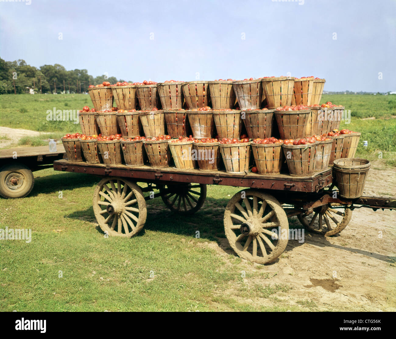 1950s FARM WAGON FULL BUSHEL BASKETS TOMATOES TOMATO CROP Stock Photo