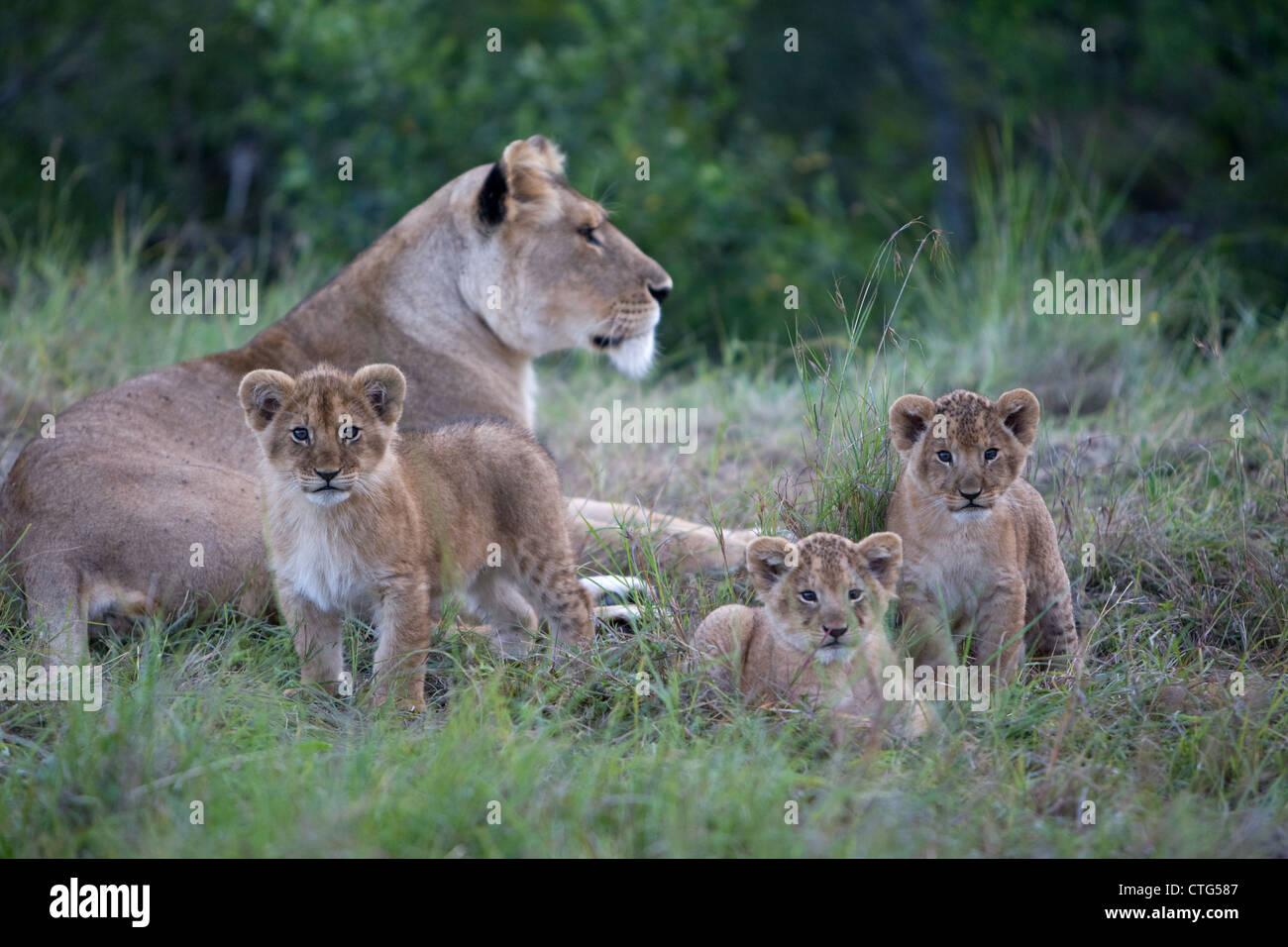 lion cubs with mother lioness in Tanzania Stock Photo