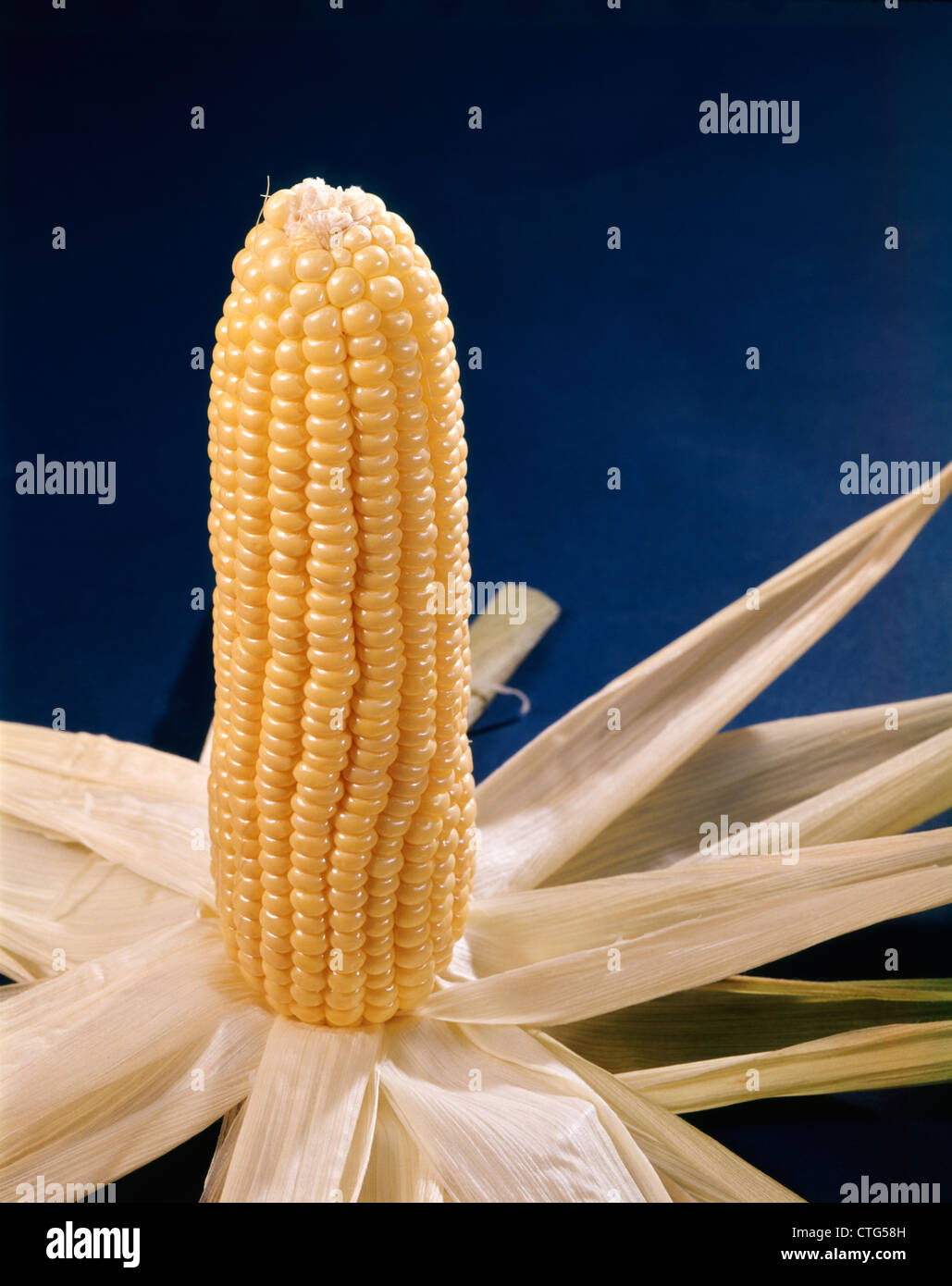 YELLOW EAR OF CORN HUSK PULLED BACK Stock Photo Alamy