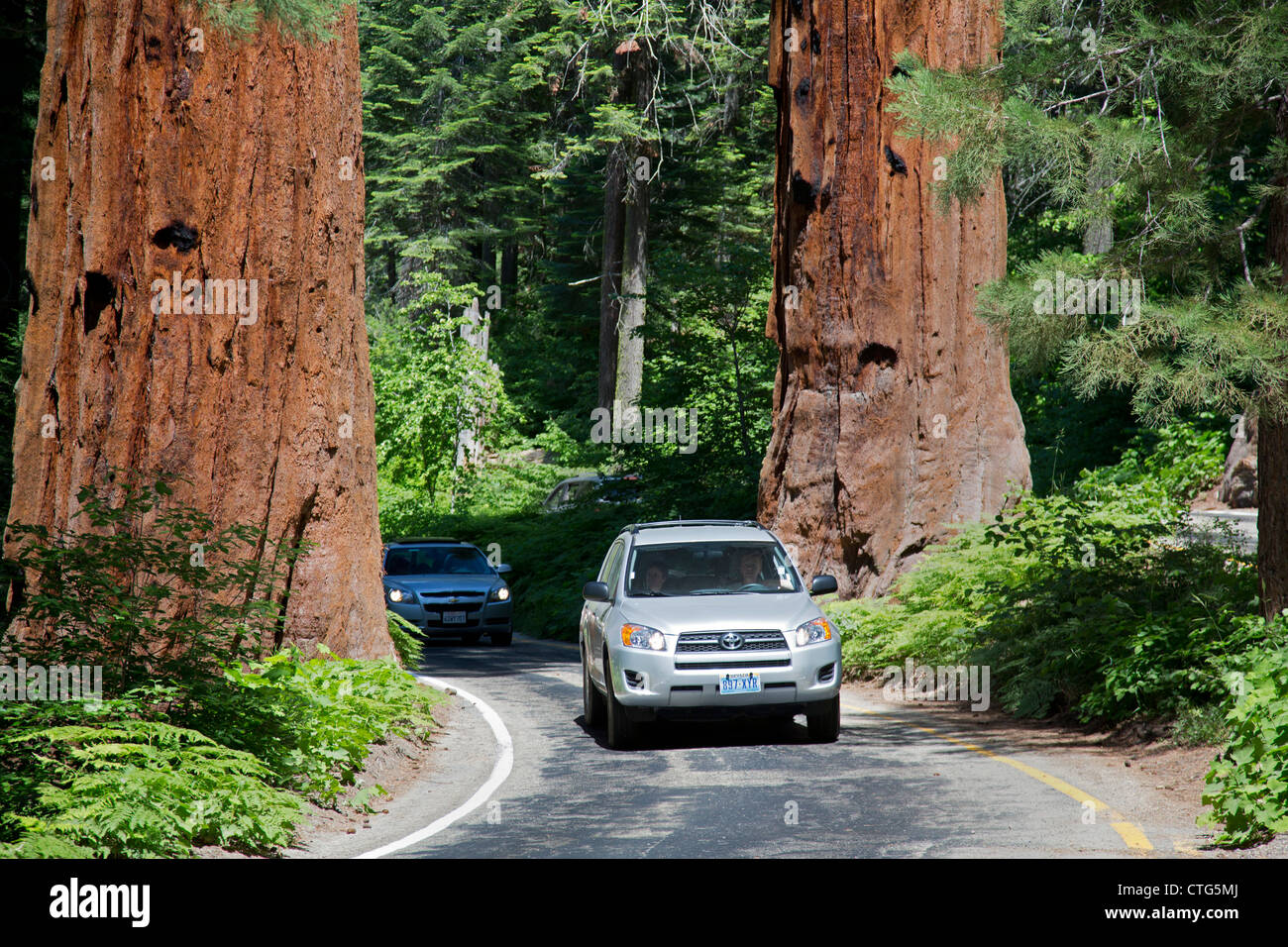 Sequoia National Park, California - Cars drive between two huge Sequoia trees on the Generals Highway in Sequoia National Park. Stock Photo