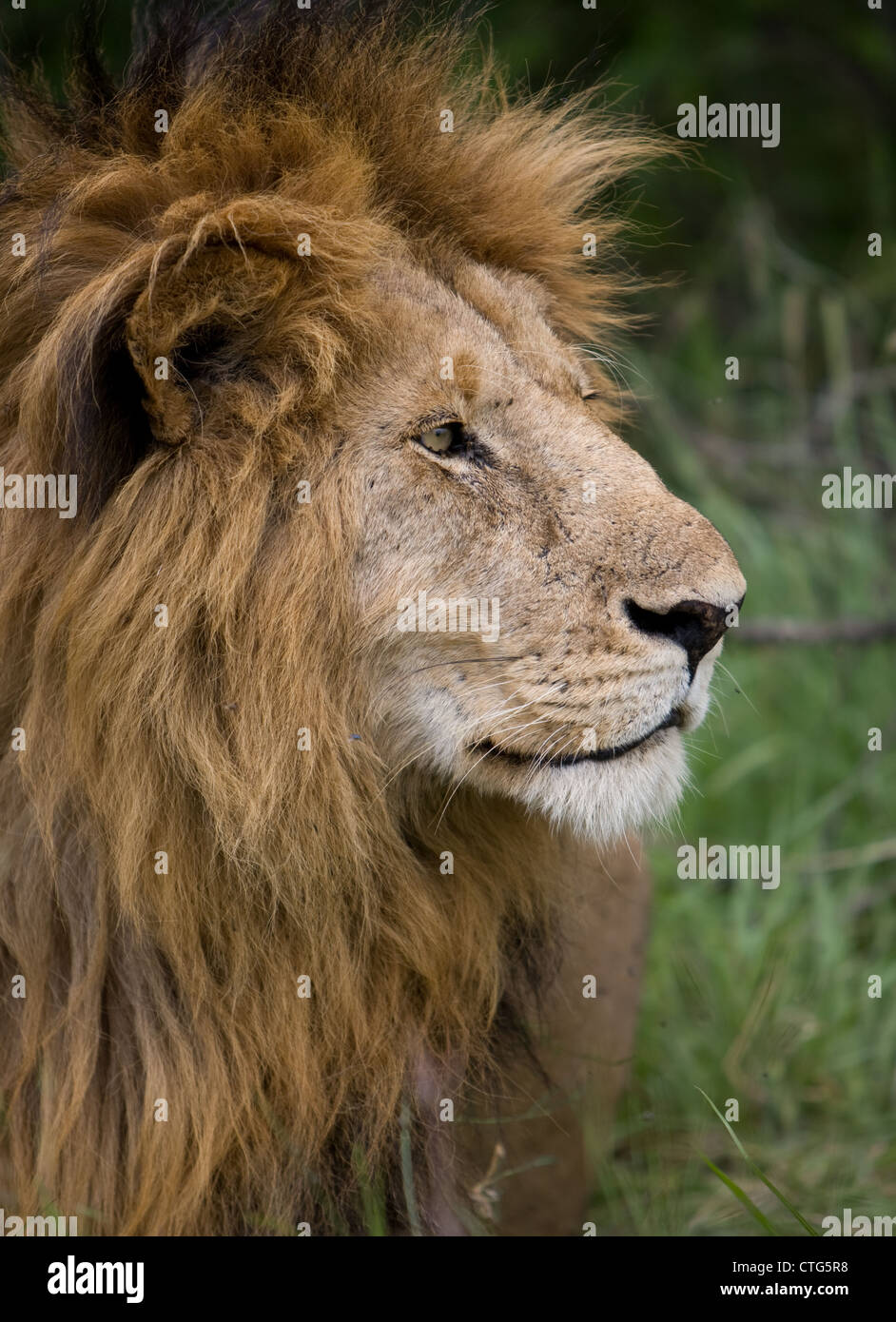 male lion in Tanzania Stock Photo