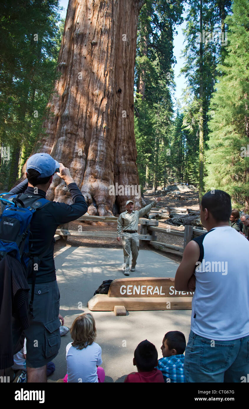 A volunteer park ranger in Sequoia National Park talks to visitors about the General Sherman, the world's largest living tree Stock Photo