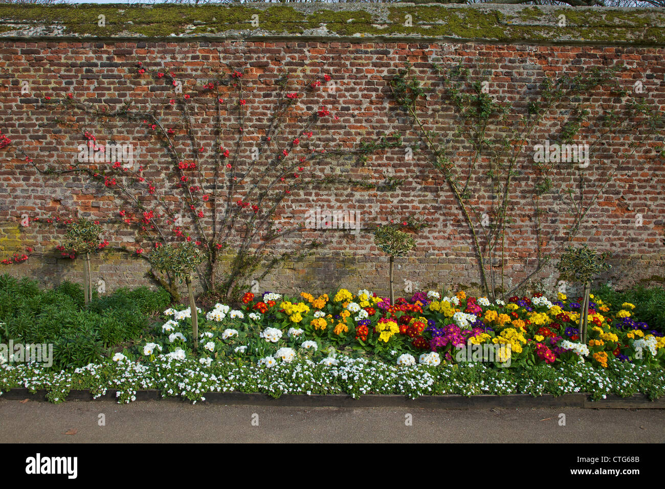 Formal gardens, Hampton Court Palace, London, Surrey, England, UK, United Kingdom, GB, Great Britain, British Isles, Europe Stock Photo