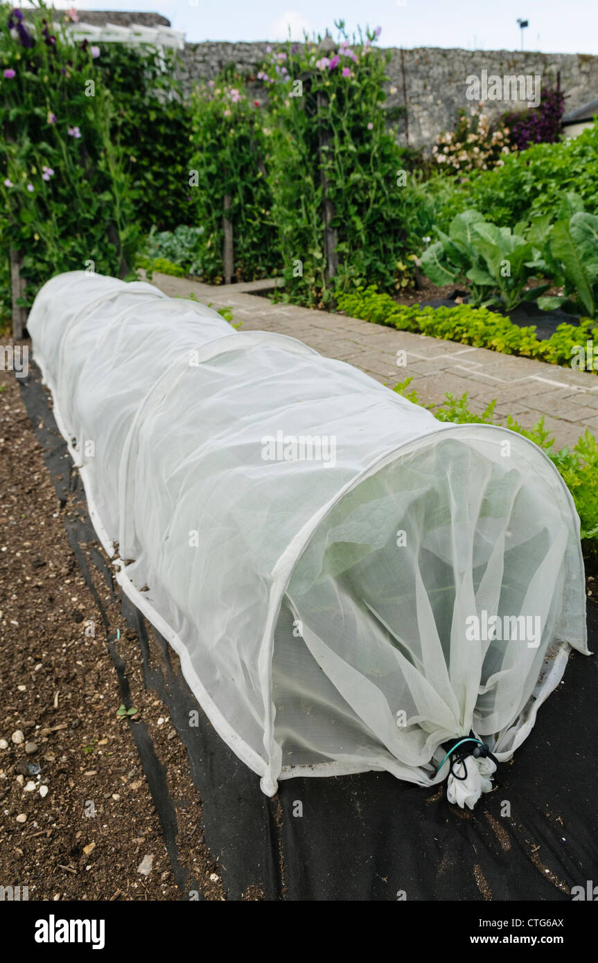 Net over cabbages growing in vegetable plot to protect them from ...