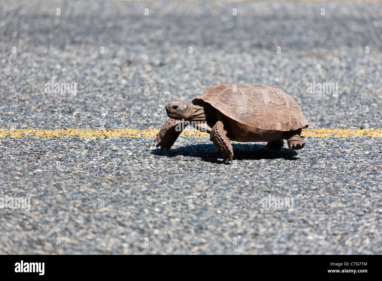 Gopher tortoise (Gopherus polyphemus) walking on the road near Emeralda Marsh in Central Florida Stock Photo