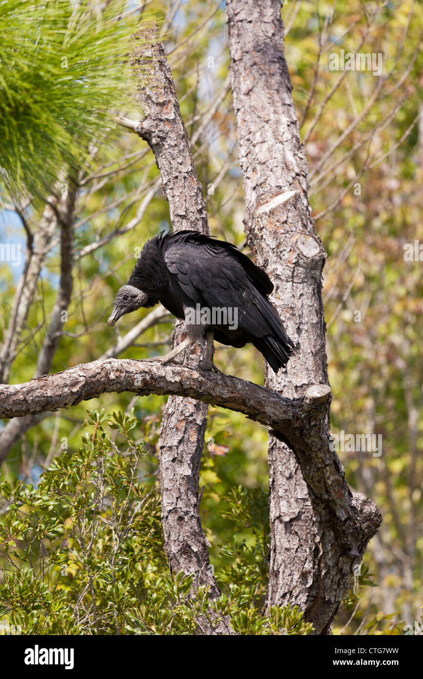 American Black Vulture perched in pine tree in Central Florida, USA Stock Photo