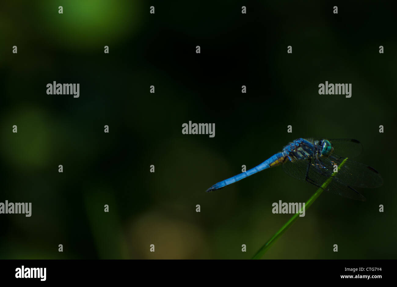 Blue dragonfly holding on to reed Stock Photo - Alamy