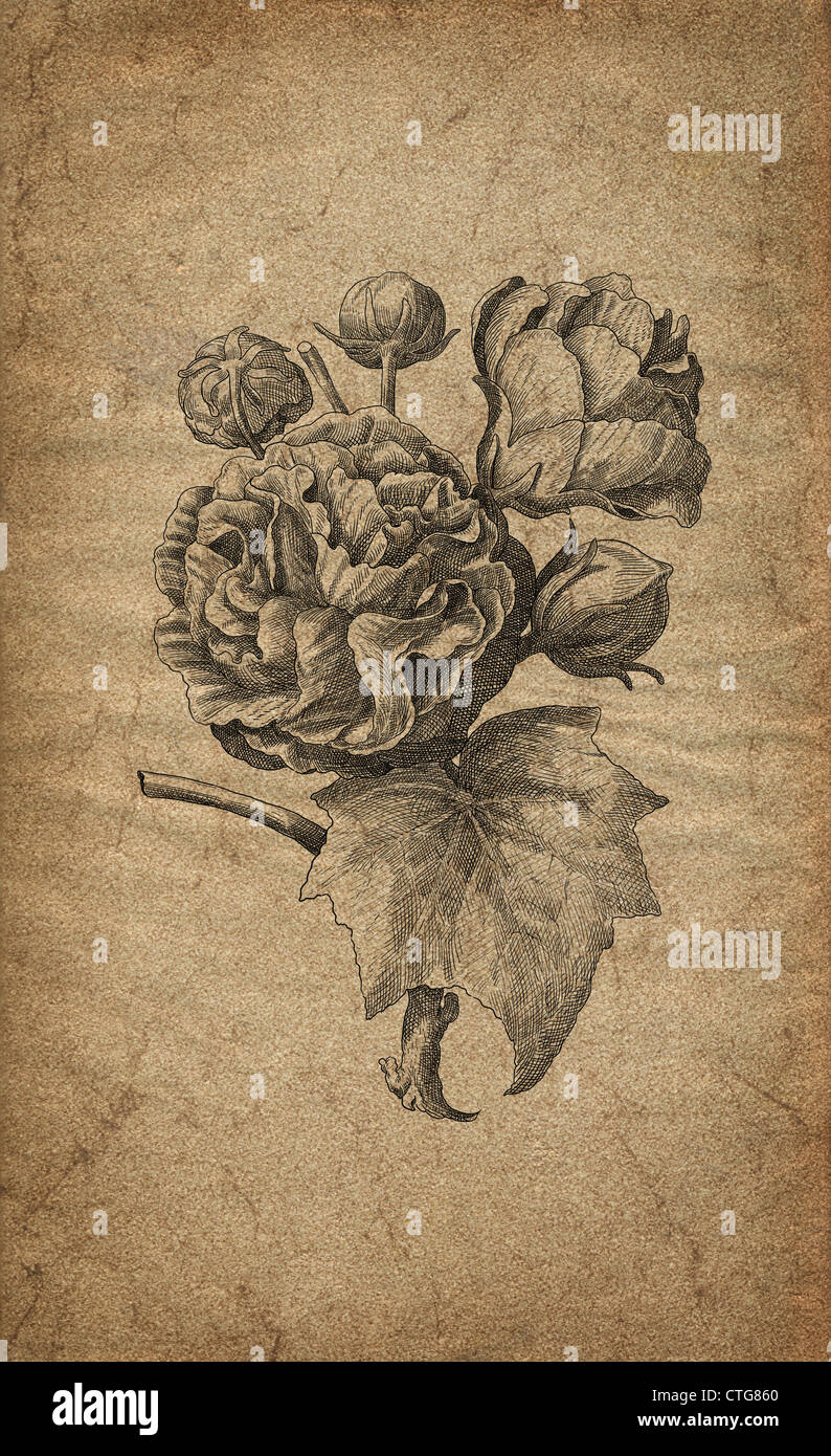Old Roses Graphics Old rose illustration Stock Photo - Alamy
