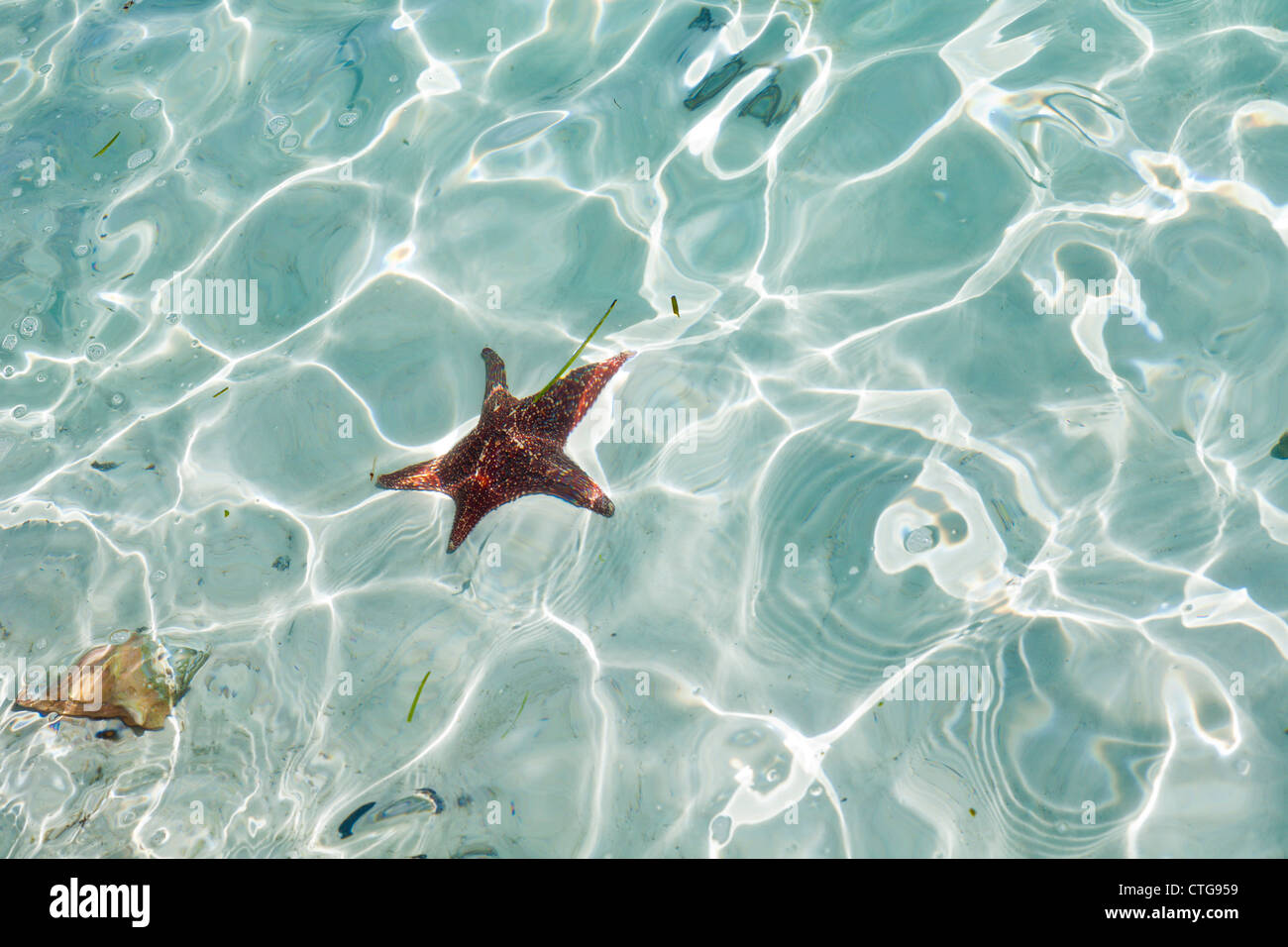 Starfish and shells in shallow water near beach at Half Moon Cay, Bahamas Stock Photo