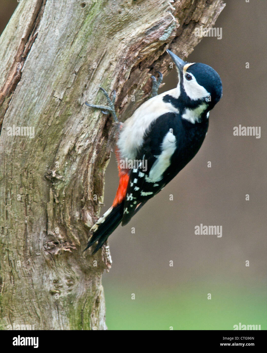 Greater Spotted Woodpecker (Dendrocopos major) sometimes called Great Spotted Woodpecker a native of the UK a woodland bird Stock Photo