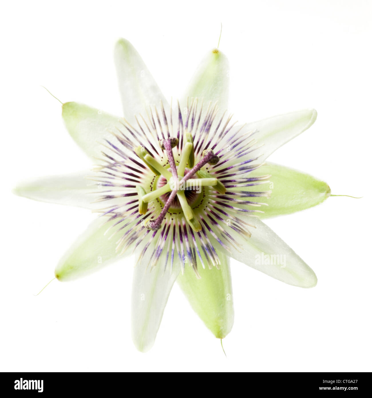 Passiflora caerulea, Top view of a single passion flower against a white background. Stock Photo