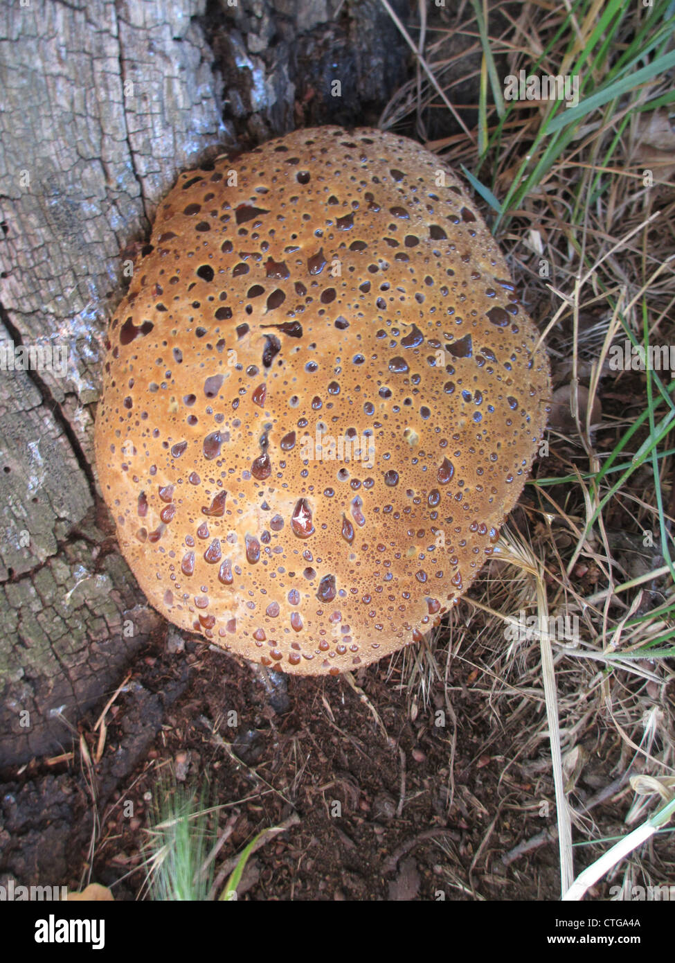 OAK BRACKET fungus - Inonotus dryadeus - at base of a an Oak tree in July. Photo Tony Gale Stock Photo