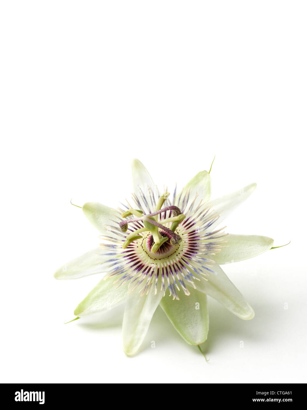 Passiflora caerulea, Passion flower Stock Photo