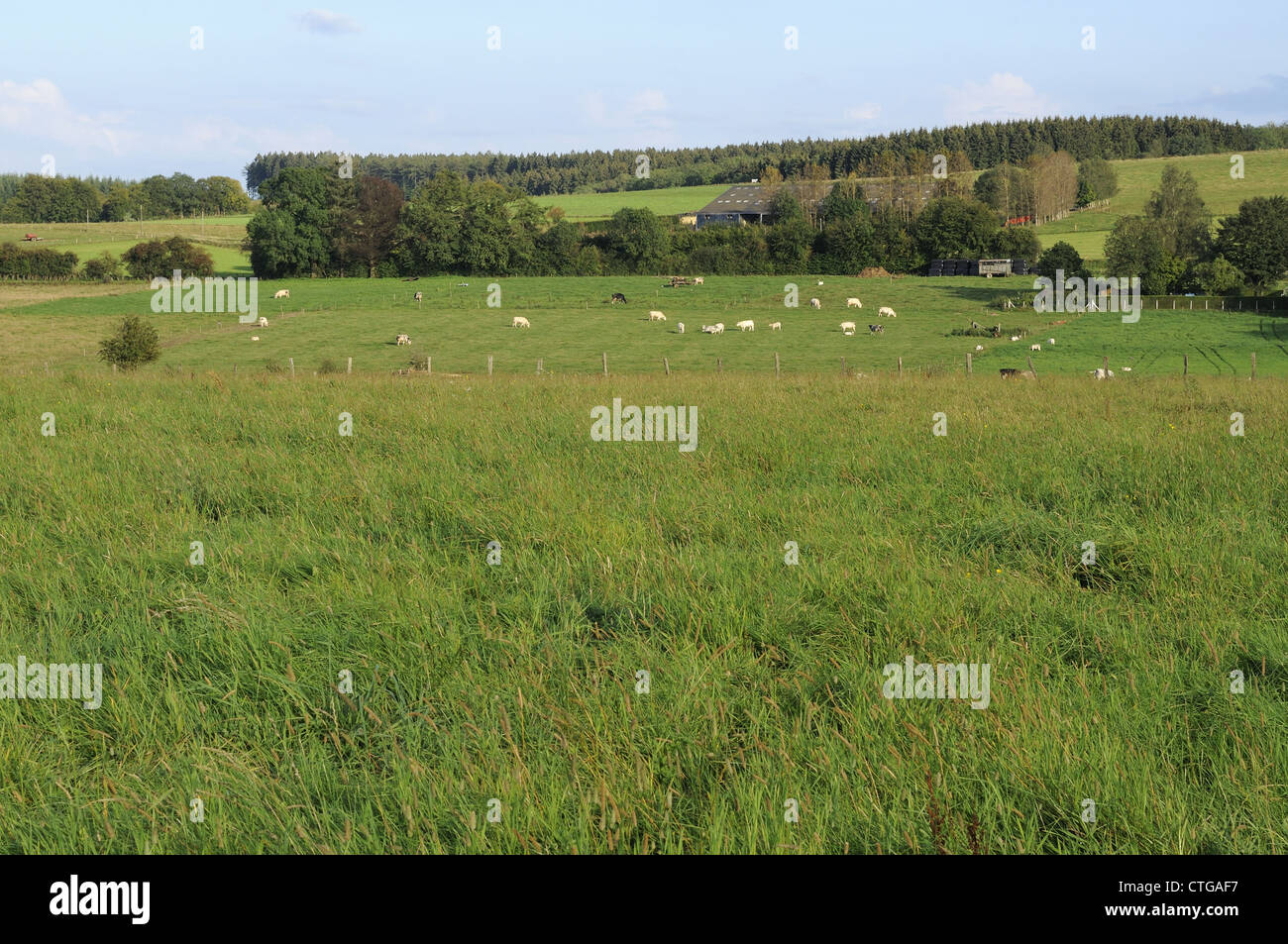 meadows with herds, Ardennes Stock Photo