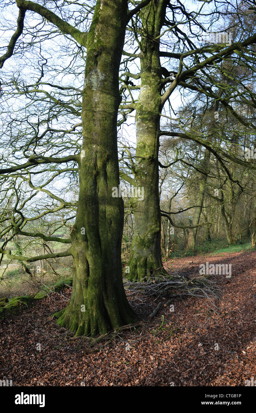 Winter woodland beech trees, Rathkenny, Navan, County Meath, Ireland Stock Photo
