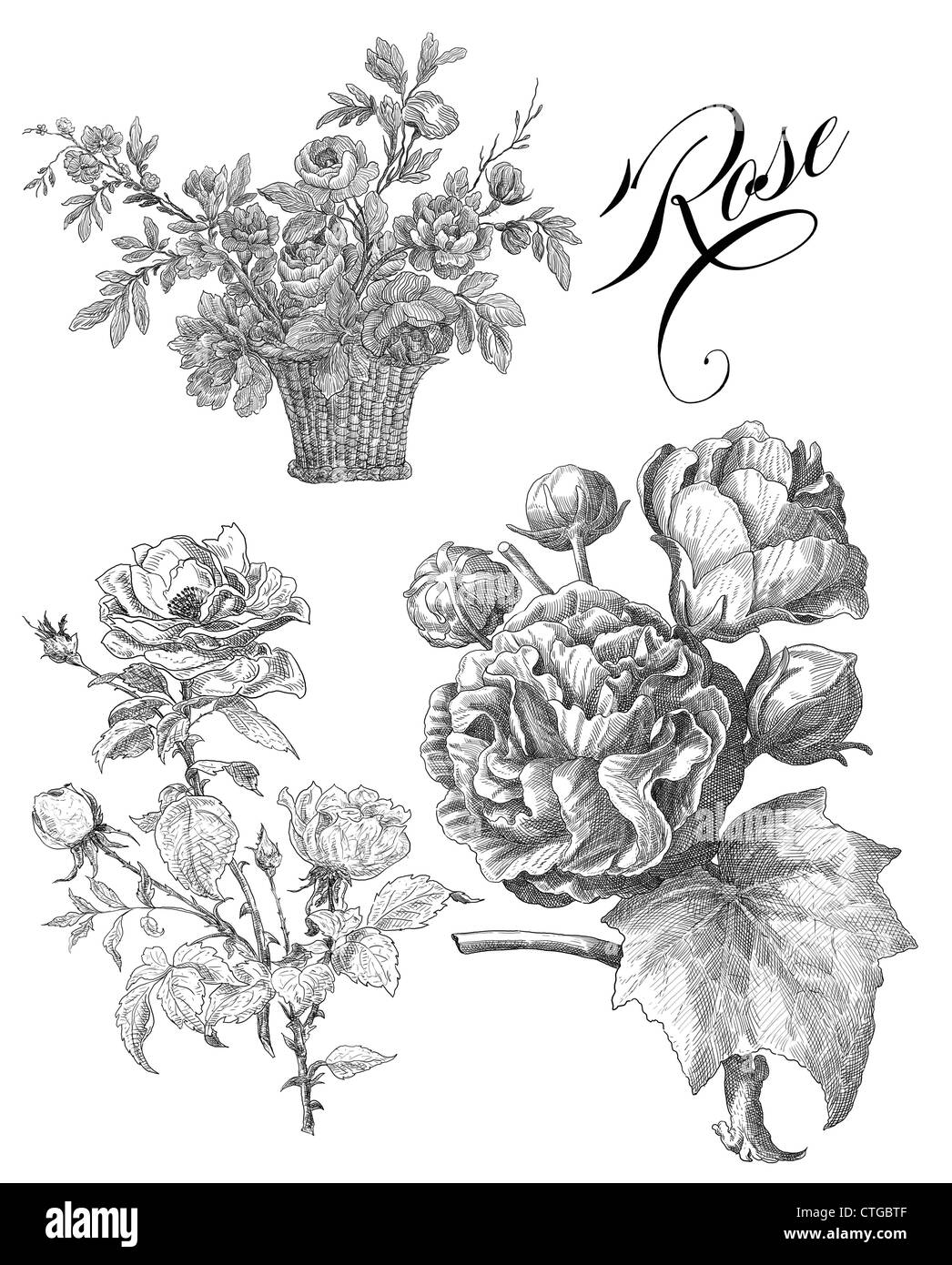 Old rose illustration Stock Photo