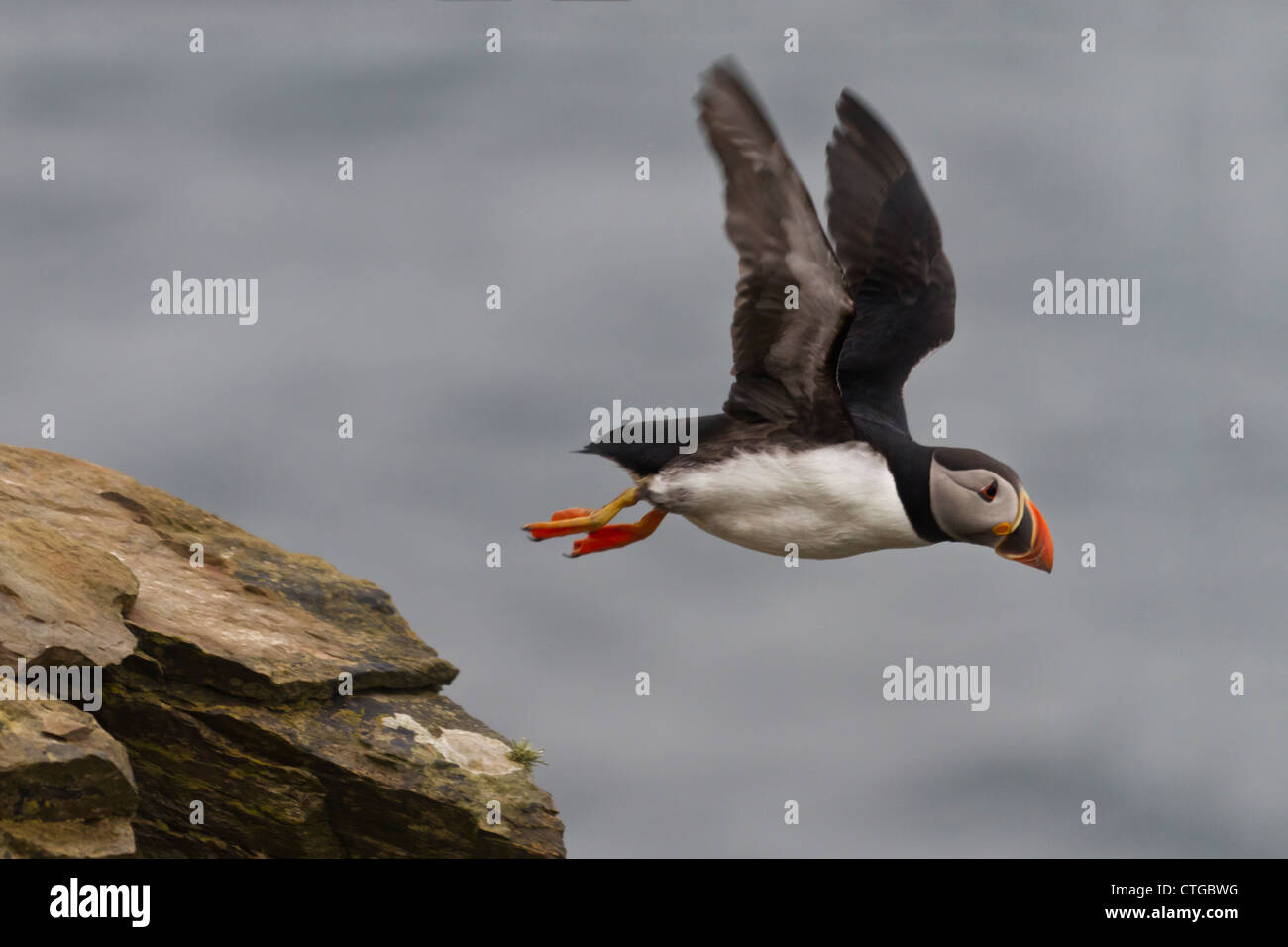 Atlantic puffin on Orkney island of Westray Stock Photo
