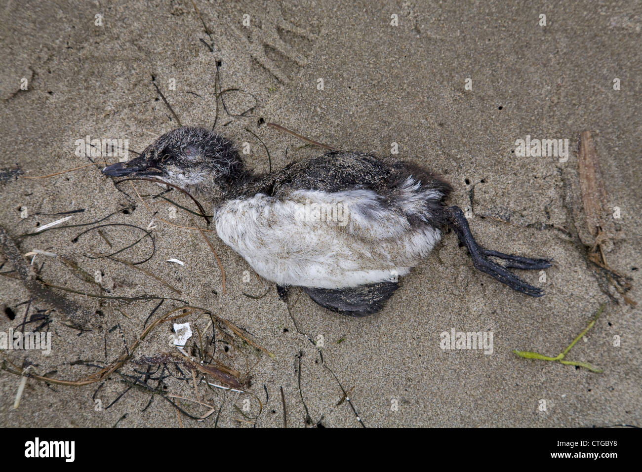 Baby common murre chicks dead on the beach in Newport, Oregon. Stock Photo