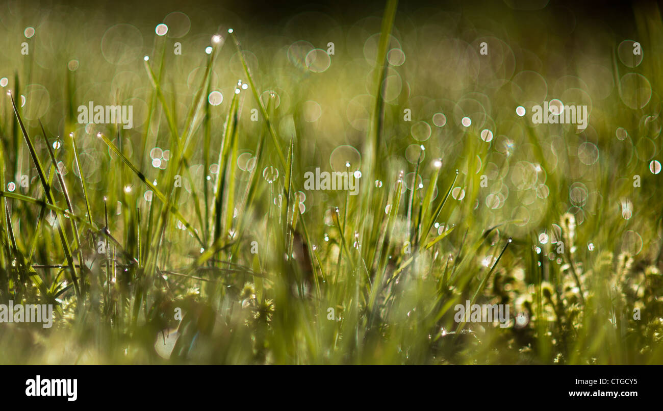 Morning dew drops on blades of green lush grass Stock Photo