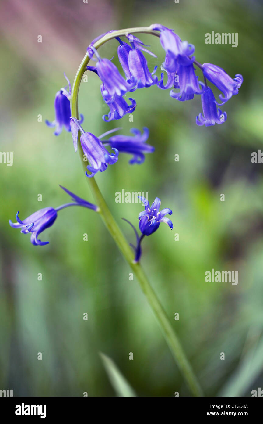 Single english bluebell flower blue hi-res stock photography and images
