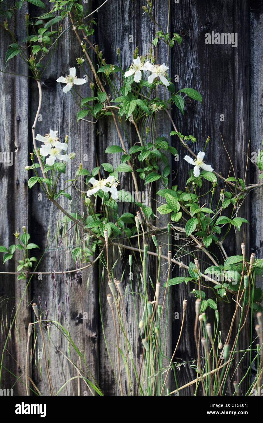 Clematis montana, white flowers on plant climbing over wooden shed. Stock Photo