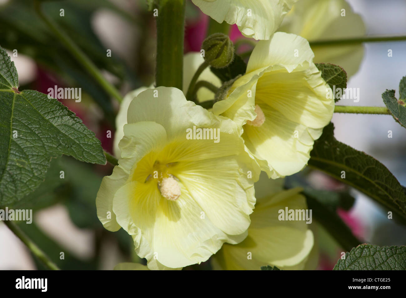 Yellow hollyhock flower hi-res stock photography and images - Alamy