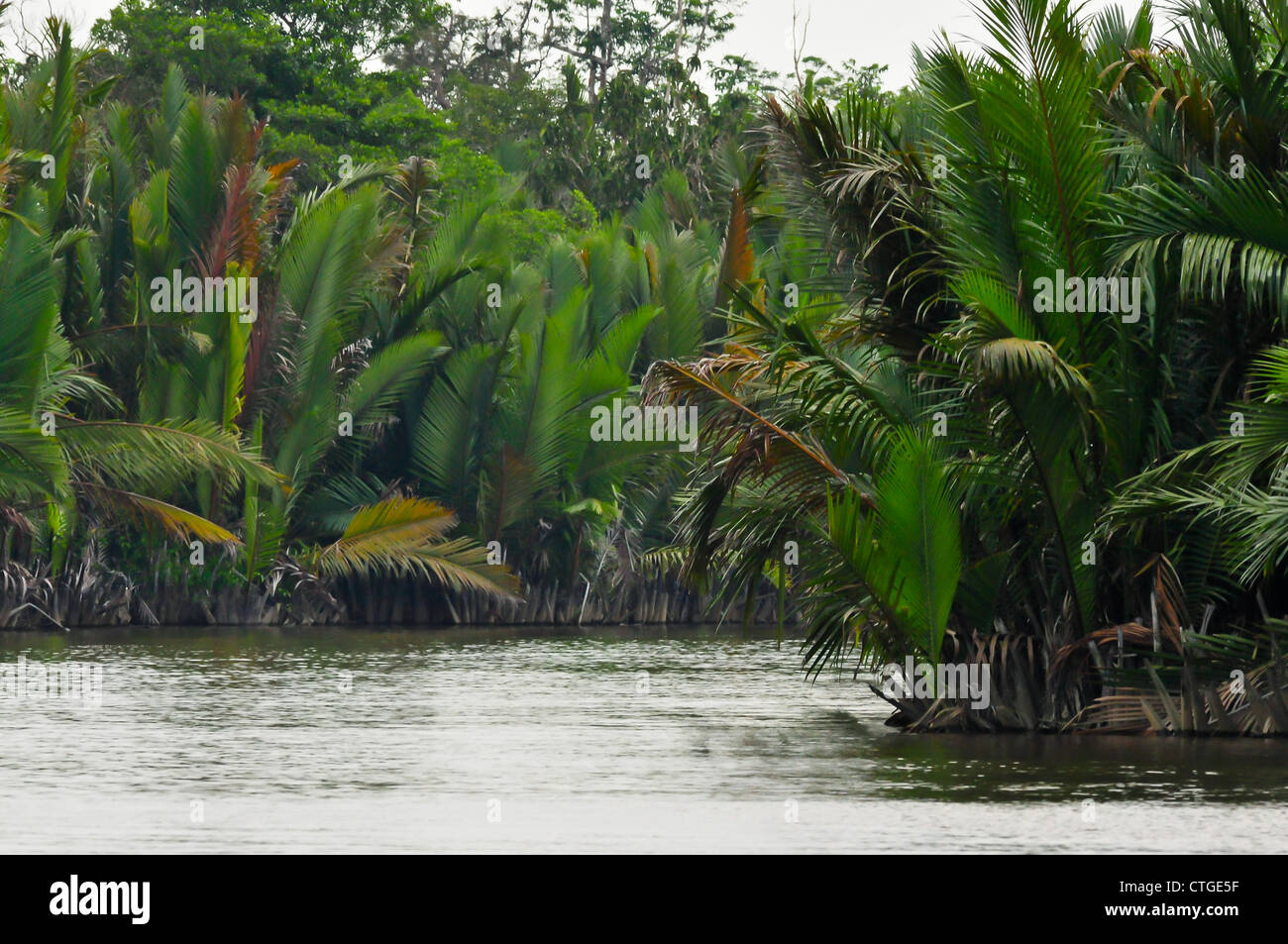 Green tropical rainforest vegetation on the banks of the Sekonyer River, Tanjung Puting National Park, Borneo. Stock Photo